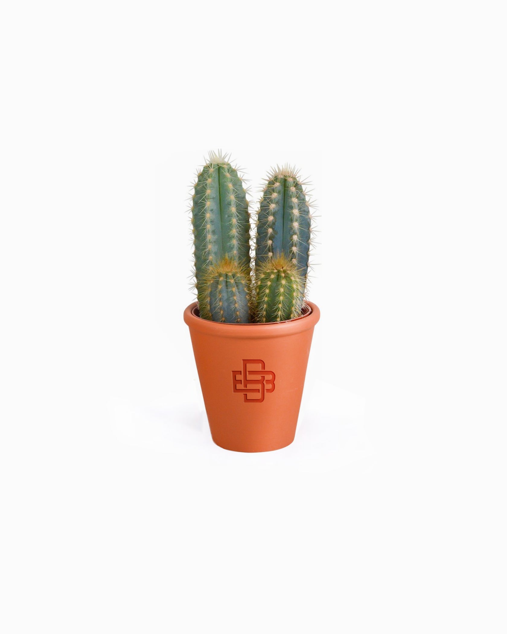 DESERT CACTUS | Beperkte oplage